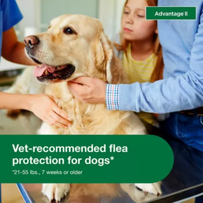 Advantage® II Flea Prevention & Treatment for Large Dogs 21-55 lbs, Monthly Doses - Image 4