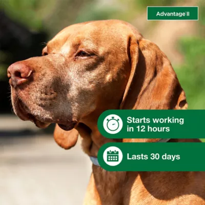 Advantage® II Flea Prevention & Treatment for Large Dogs 21-55 lbs, Monthly Doses - Image 5