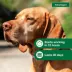 Advantage® II Flea Prevention & Treatment for Large Dogs 21-55 lbs, Monthly Doses image thumbnail 5