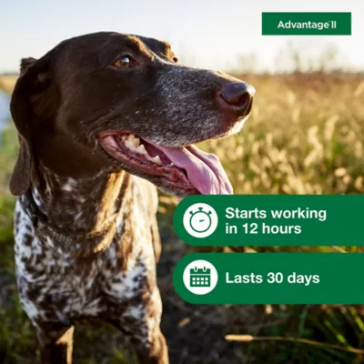 Advantage® II Flea Prevention & Treatment for Medium Dogs 11-20 lbs, Monthly Doses - Image 5