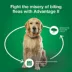 Advantage® II Flea Prevention & Treatment for Medium Dogs 11-20 lbs, Monthly Doses image thumbnail 6