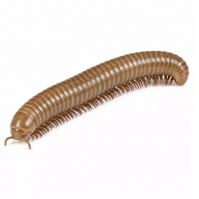 Live Pet Smokey Oak Millipede - Image 1