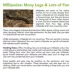 Live Pet Smokey Oak Millipede image thumbnail 2