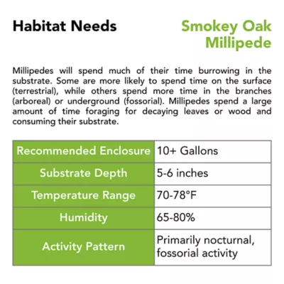 Live Pet Smokey Oak Millipede - Image 4