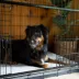 Lucky Dog - Dwell Series - Crate with Sliding Side Door image thumbnail 10