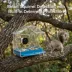 Instachew Purrsight Birdsight Camera Window Bird Feeder image thumbnail 6