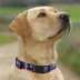 Pets First NHL Edmonton Oilers Satin Dog Collar image thumbnail 4