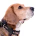 Pets First NHL Ottawa Senators Satin Dog Collar image thumbnail 4
