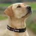 Pets First NHL Ottawa Senators Satin Dog Collar image thumbnail 5