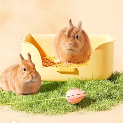 Mini & Moe Tulip Litter Pan -Orange - Image 2