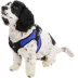 Gooby Easy Fit Dog Harness image thumbnail 1