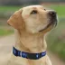 Pets First NHL Toronto Maple Leafs Satin Dog Collar image thumbnail 5