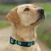 Pets First NHL Vancouver Canucks Satin Dog Collar image thumbnail 5