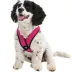 Gooby Comfort X Head In Dog Harness image thumbnail 1