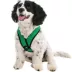 Gooby Comfort X Head In Dog Harness image thumbnail 1