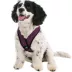 Gooby Comfort X Head In Dog Harness image thumbnail 1