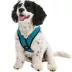Gooby Comfort X Head In Dog Harness image thumbnail 1