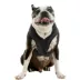 Gooby Comfort X One Dog Harness image thumbnail 1