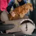 PawsPik Convertible Plush 3-In-1 Pet Carrier, Travel Bed, & Car Seat image thumbnail 3