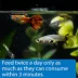 API® Tropical Mini Pellets Fish Food - 2.1 oz image thumbnail 4