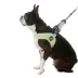 Gooby Simple Step In Dog Harness III image thumbnail 1