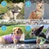 Gooby Simple Step In Dog Harness III image thumbnail 8