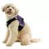 Gooby Soft Mesh X Step In Dog Harness image thumbnail 1