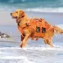 Kuoser Reflective Dog Floation Aid for Swimming, Boating & Water Sports image thumbnail 8