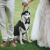 Kuoser Pinstripe Dog Tuxedo Suit & Bandanas Set, Formal Dog Clothing for Weddings & Parties image thumbnail 5