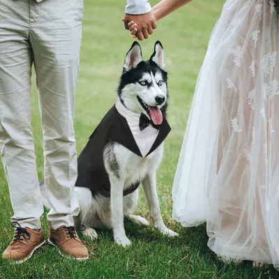Kuoser Dog Tuxedo Suit & Bandana Set, Formal Dog Clothing for Weddings, Parties & Special Events - Image 5