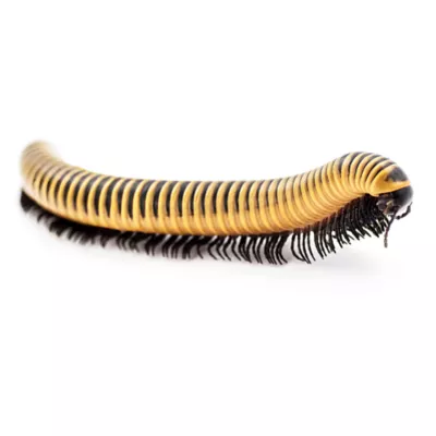 Live Pet Ivory Millipede - Image 1