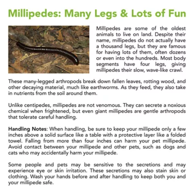 Live Pet Ivory Millipede - Image 3
