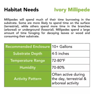 Live Pet Ivory Millipede - Image 5