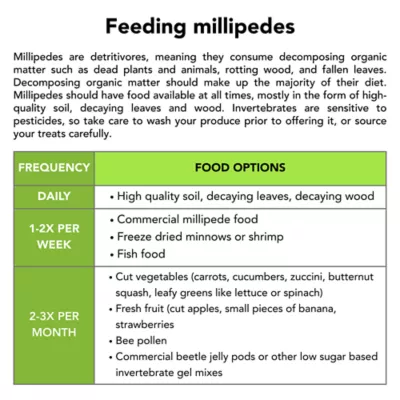 Live Pet Ivory Millipede - Image 6