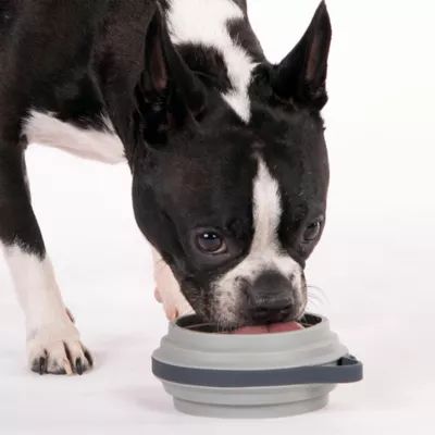 Cleverpup Nomad Collapsible Travel Bowl W/ Splash Guard Rim & Built-In Attachment Loop, Grey - Image 2
