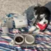 Cleverpup Bistro Box, 7-Piece Dog Food Travel Kit W/ Collapsible Bowls, Insulated Travel Bag & More image thumbnail 7