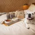 Cleverpup Bistro Box, 7-Piece Dog Food Travel Kit W/ Collapsible Bowls, Insulated Travel Bag & More image thumbnail 2