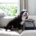 Cleverpup Bistro Box, 7-Piece Dog Food Travel Kit W/ Collapsible Bowls, Insulated Travel Bag & More image thumbnail 7