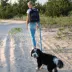 Cleverpup Porter 2-in-1 Dog Gear Backpack W/ Leash Clip For Hands-Free Walking &  Food-Safe Pouches image thumbnail 5