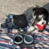 Cleverpup Bistro Box, 7-Piece Dog Food Travel Kit W/ Collapsible Bowls, Insulated Travel Bag & More image thumbnail 7