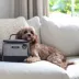 Cleverpup Bistro Box, 7-Piece Dog Food Travel Kit W/ Collapsible Bowls, Insulated Travel Bag & More image thumbnail 6