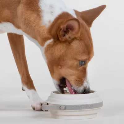 Cleverpup Nomad Collapsible Travel Bowl W/ Splash Guard Rim & Built-In Attachment Loop, Sand - Image 2