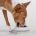 Cleverpup Nomad Collapsible Travel Bowl W/ Splash Guard Rim & Built-In Attachment Loop, Sand image thumbnail 2
