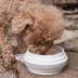 Cleverpup Nomad Collapsible Travel Bowl W/ Splash Guard Rim & Built-In Attachment Loop, Sand image thumbnail 5