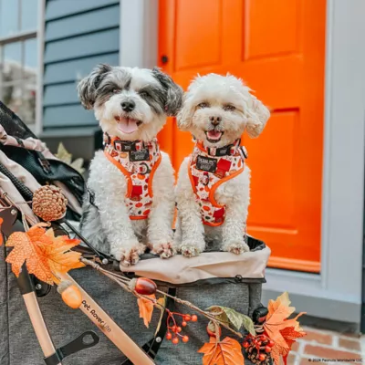 Sassy Woof Peanuts™ Harvest Fall Adjustable Dog Harness - Image 6
