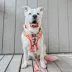 Sassy Woof Peanuts™ Harvest Fall Adjustable Dog Harness image thumbnail 7