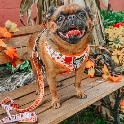 Sassy Woof Peanuts™ Harvest Fall Adjustable Dog Harness - Image 9