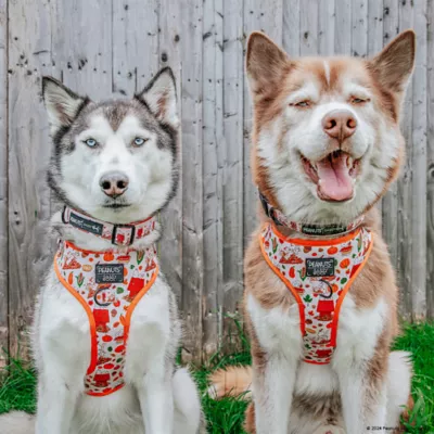 Sassy Woof Peanuts™ Harvest Fall Adjustable Dog Harness - Image 10