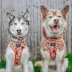 Sassy Woof Peanuts™ Harvest Fall Adjustable Dog Harness image thumbnail 10