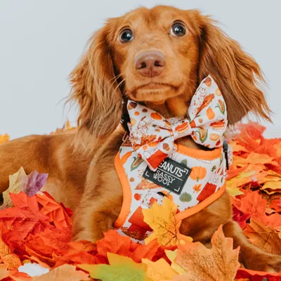 Sassy Woof Peanuts™ Harvest Slide-On Dog Bowtie, 4.5 x 2 in - Image 5